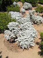 Centauree - Centaure gymnocarpa (en Corse) (01) (Photo F. Mrugala)